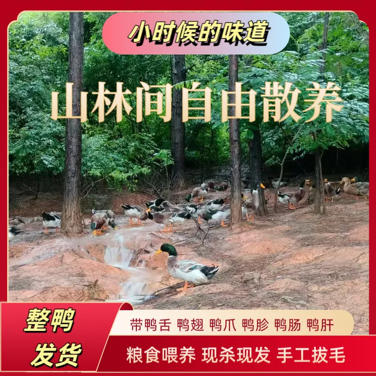 【高品质土鸭】农家放养土鸭绿头鸭活现杀粮食喂养肉质紧致不腥不柴