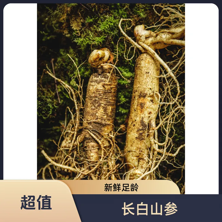 中秋好礼长白山新鲜人参足龄5年适合泡酒煲汤【保温箱+青苔发货】