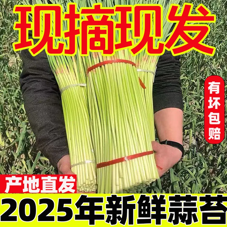 【现摘现发】新鲜蒜苔5斤现摘嫩蒜薹大蒜苔红帽蒜苔批发蔬菜1斤3斤