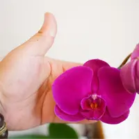 悠花里蝴蝶兰【大辣椒3.5寸）全花（叶片自然开裂）开花珠