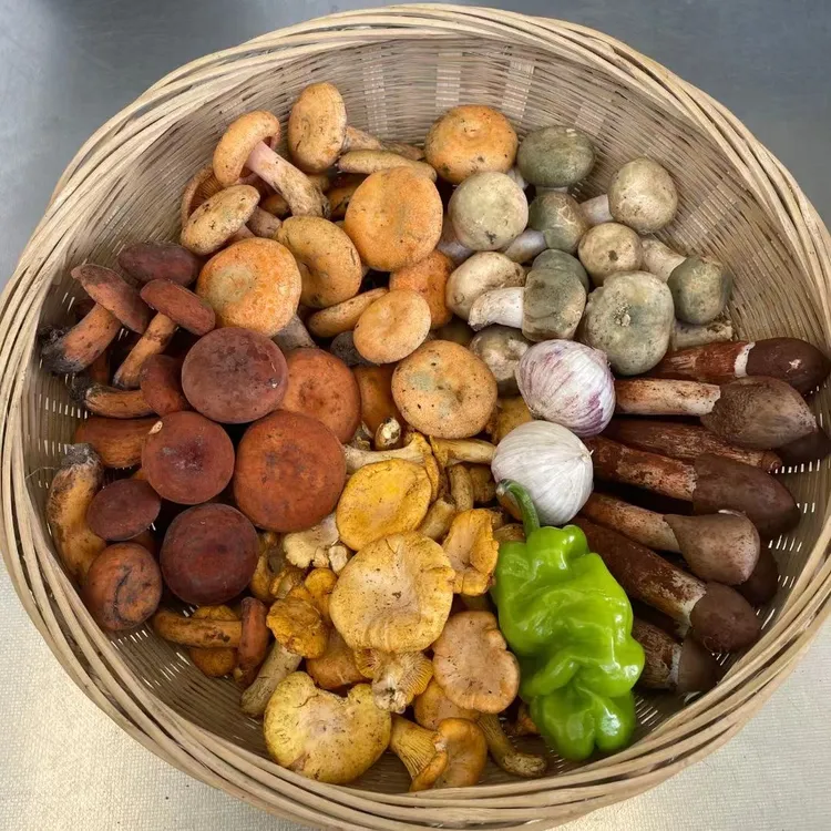云南野生菌组合山珍菌菇组合云南特产时令煲汤食材爆炒送礼1000g