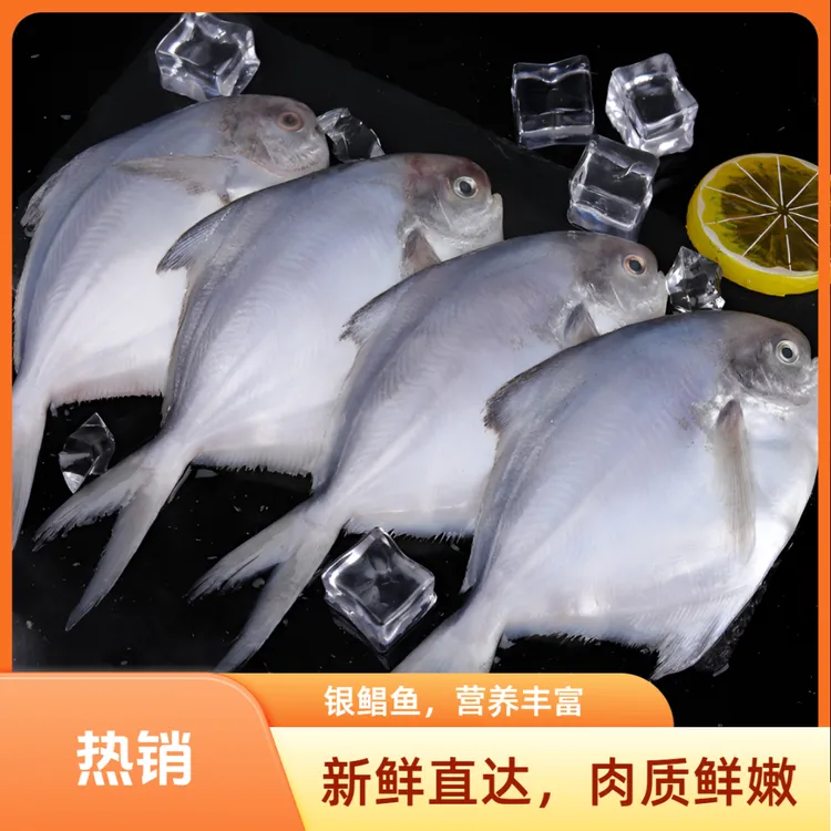 【到手5斤】新鲜海捕银鲳鱼肉质鲜嫩刺少肉肥冷链包邮