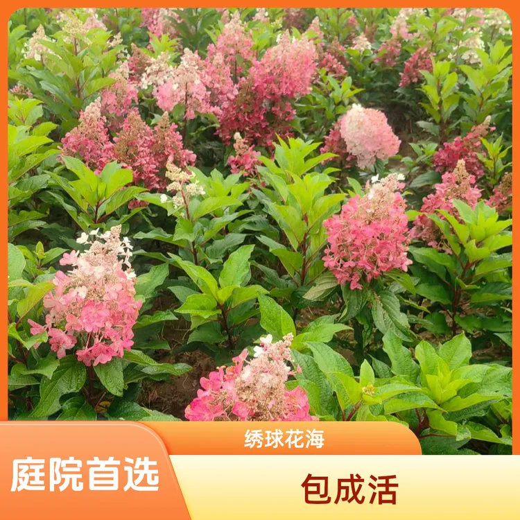 两年生拍一发三花冠直立圆锥烛光彩眼绣球耐寒耐晒花园观赏