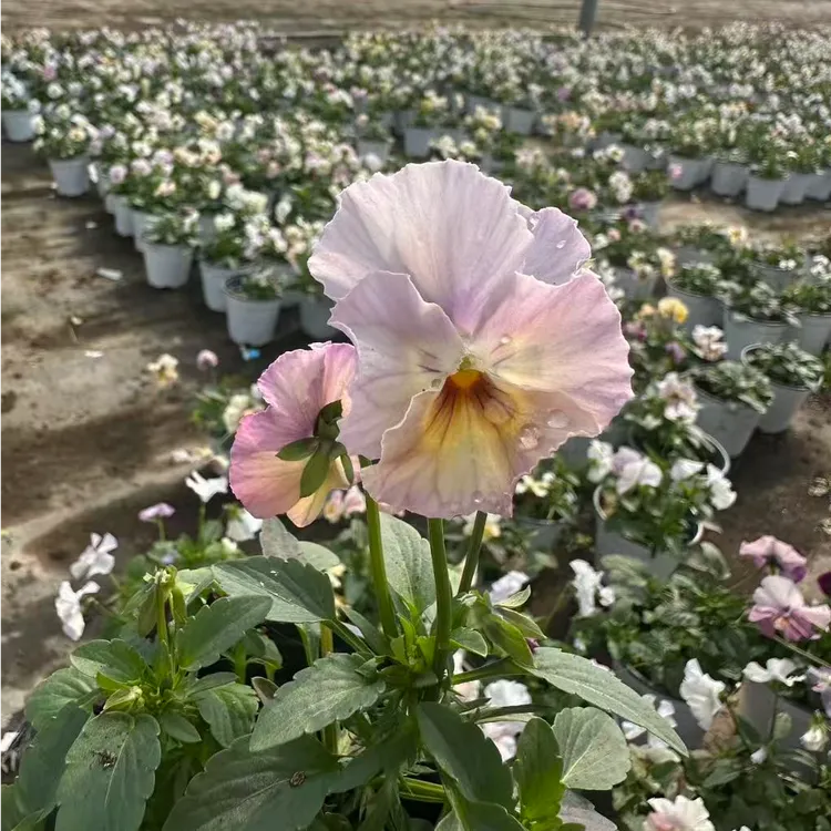伯克莱尔皱边角堇耐寒冬季开花颜色绚烂盆栽花卉