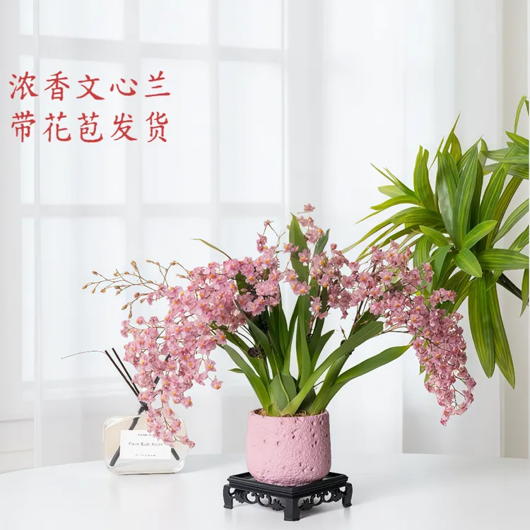 文心兰梦香兰带花苞浓香型梦香文心兰盆栽室内桌面好养花卉绿植