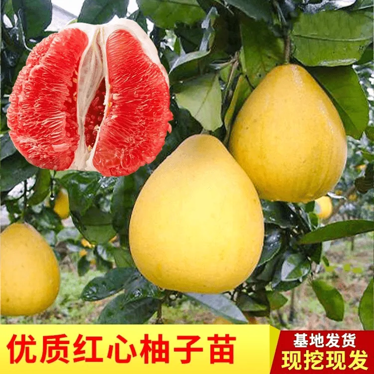 柚子树苗嫁接红心柚子树苗南北方种植果树苗地栽沙田蜜柚树苗+