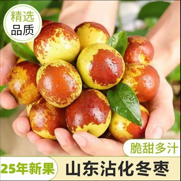 【邮政助农】新鲜现摘山东沾化冬枣当季水果脆甜多汁25年当季新枣a