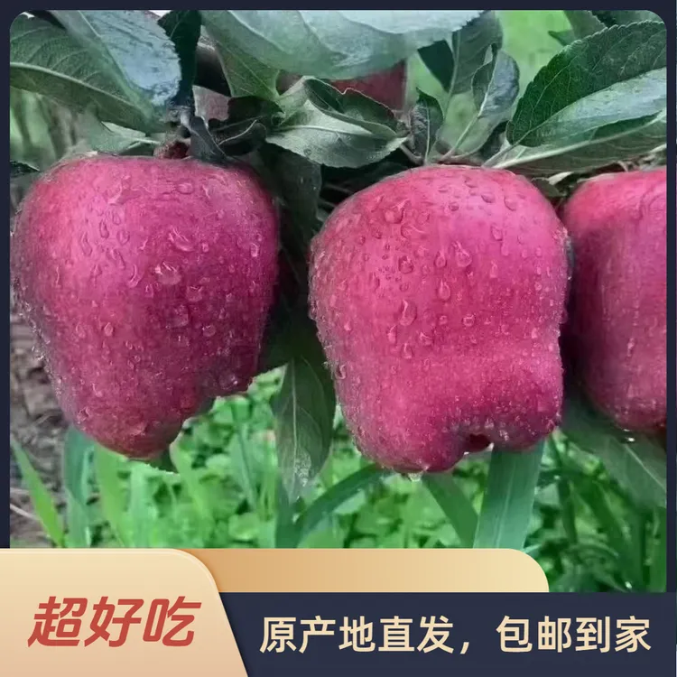 【超好吃】2025天水花牛苹果高海拔甜苹果自产自销大果5斤10斤包邮