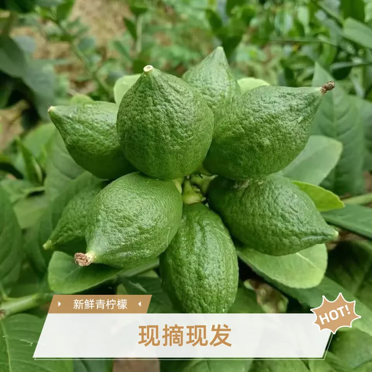 正宗广东香水柠檬一级果批发柠檬鲜果产地直发奶茶店专用