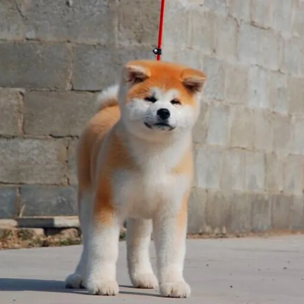 纯种日本秋田犬幼犬赤色虎斑白色公母八公犬狮头鹅纯种正宗狮头鹅