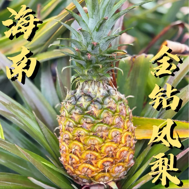 【产地直发】海南正宗金钻凤梨17号应季树熟汁多老少皆宜