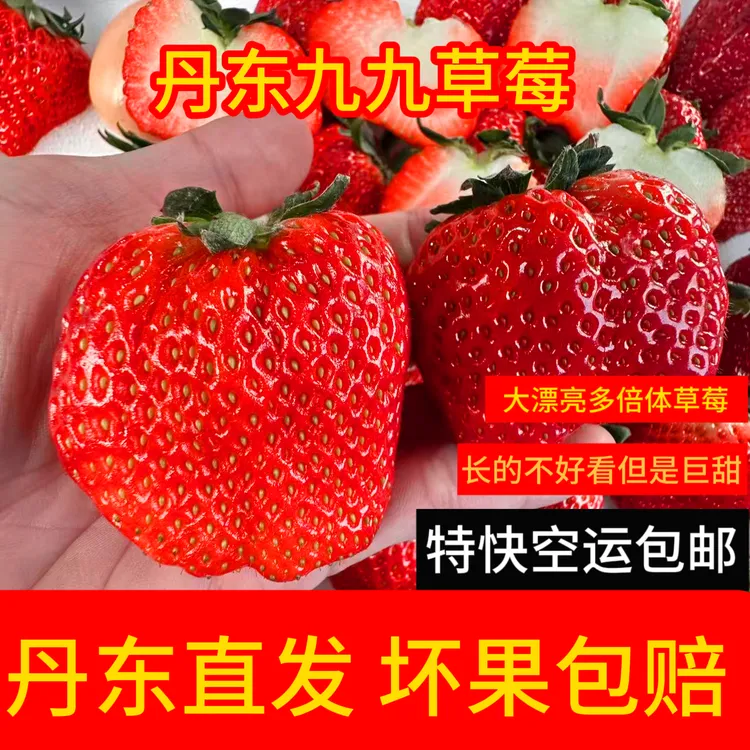 【多倍体】丹东马家岗九九草莓特大果巨无霸大漂亮草莓现摘空运包邮