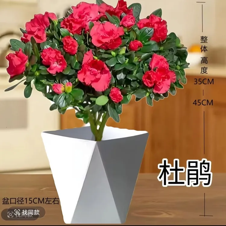 浓情绿艺红杜鹃花带花盆栽独杆老桩带花四季开花庭院阳台好养花卉