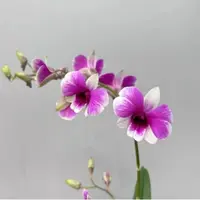 粉黛石斛兰双花剑带花带花苞发货