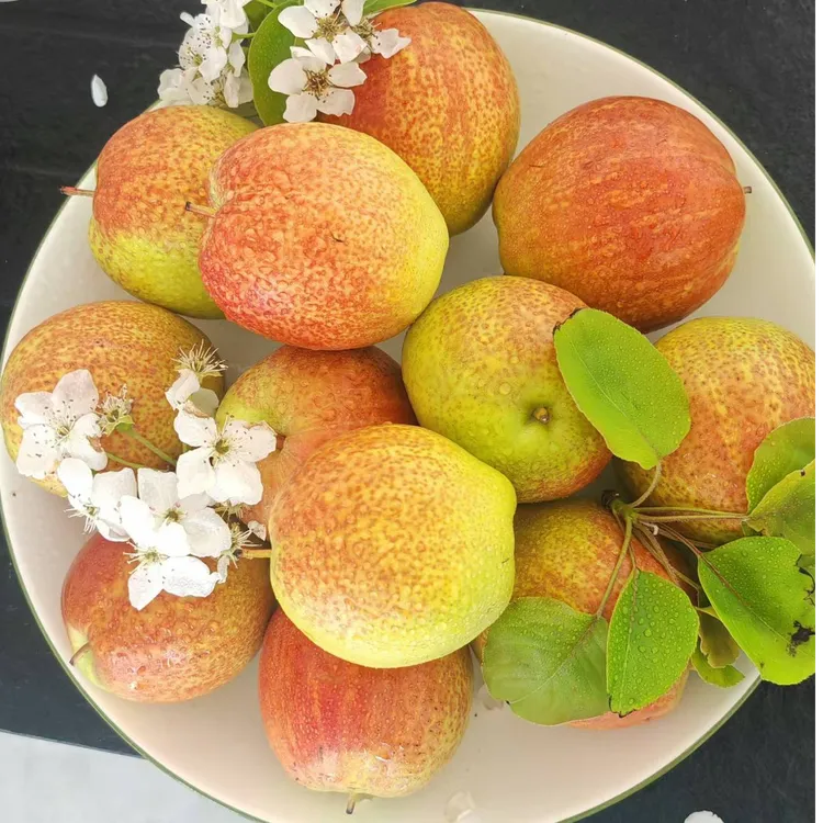 山东媚梨来自鸭梨之乡阳信鸭梨纯甜香梨不酸皮薄多汁清甜可口