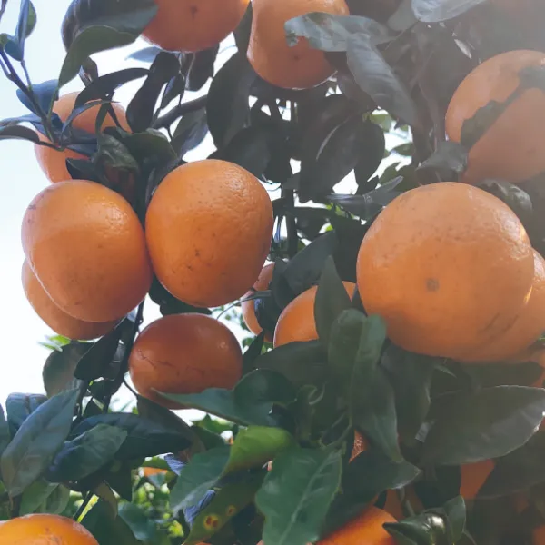广西水果武鸣沃柑老树果皮薄多汁新鲜水果酸甜可口