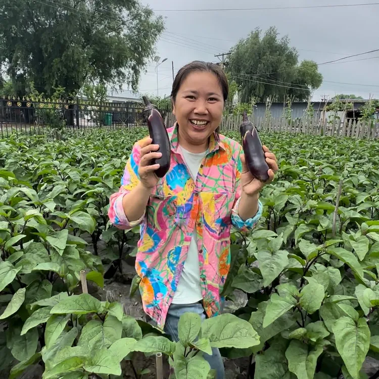 最后 20 单大小不均 东北小园笨紫茄子3斤，5斤装现摘现发