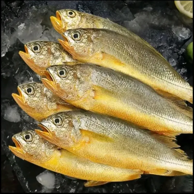 【东海】宁波奉化栖凤码头深海新鲜黄鱼肉质鲜美营养高顺丰冷链包邮