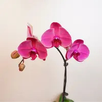 悠花里蝴蝶兰【朝阳3.0寸】带花带花苞开花株发货