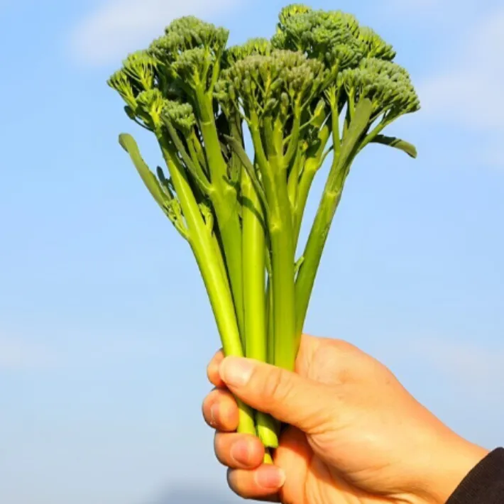 耐寒西兰苔秧苗菜园庭院种植多次采收菜苗秧苗