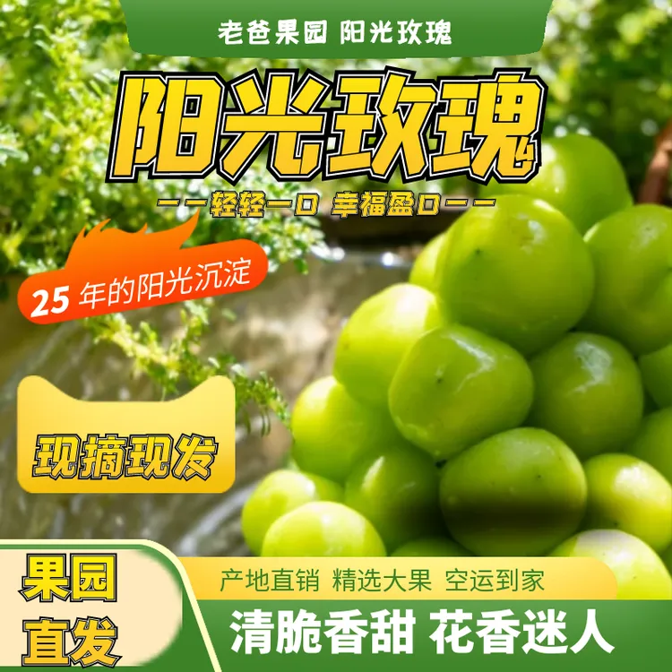 【老爸精选】A级阳光玫瑰脆香甜基地直发新鲜采摘礼盒包装多汁空运