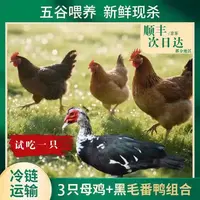  【竹林】3只黄油老母鸡+赠1只番鸭 4只总重10斤