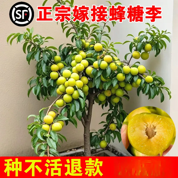 蜂糖李子树苗三华脆李子苗新品种大红袍特大号南方北方种植西梅苗