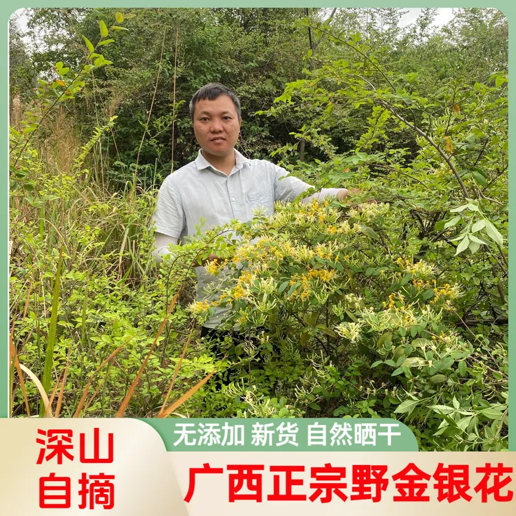 广西正宗深山野生金银花干货正品正宗金银花干货夏季金银花茶农家