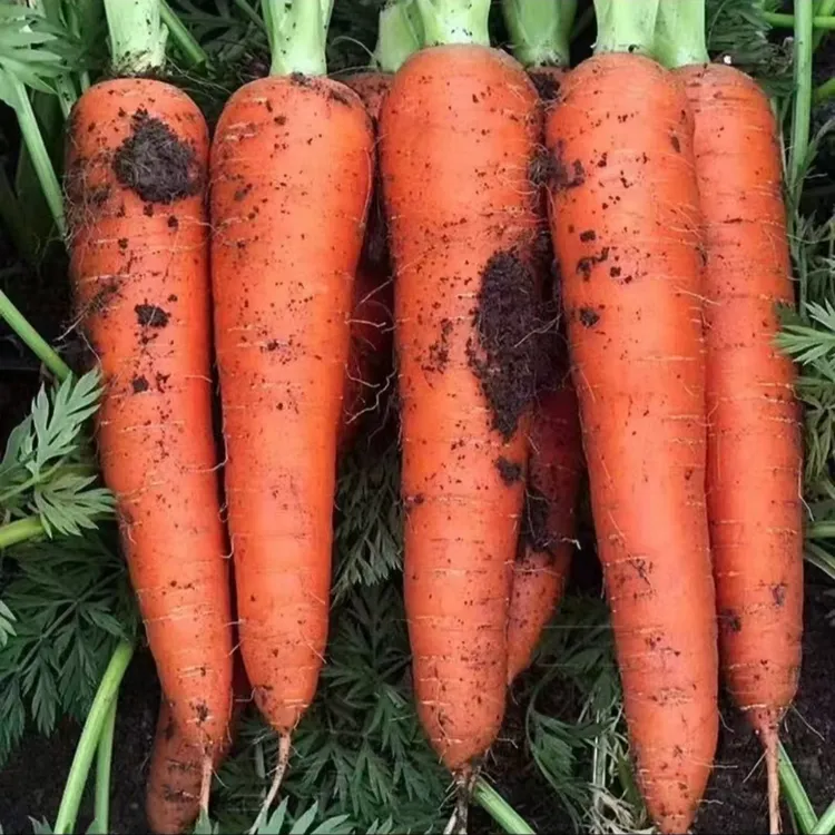 美食辅食生吃脆甜爽口新鲜带泥胡萝卜农家自种现挖天然健康
