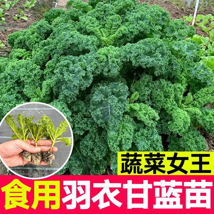 山东寿光绿色羽衣甘蓝秧苗耐寒高产秧苗观赏食用超级蔬菜蔬菜秧苗