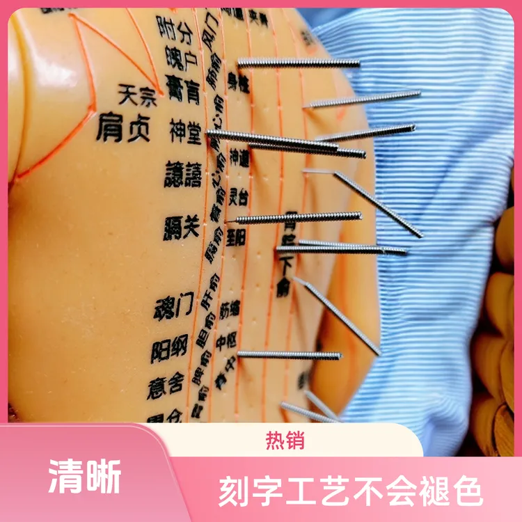 人体经络穴位模型十二经络针灸穴位全身男女铜小皮人模型清晰刻字