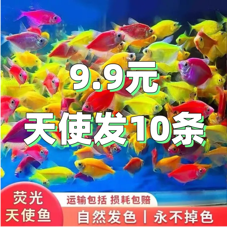 器材天使鱼热带小型淡水鱼群游混养好养耐活斑马鱼好养的观赏鱼