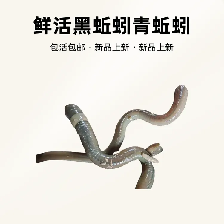 鲜活青蚯蚓黑蚯蚓特大号活体活饵钓黄鳝钓鱼松土地龙