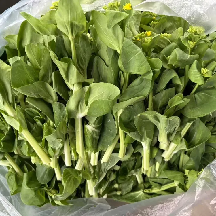 安徽安庆石牌蔬菜矮脚白菜菜苔新鲜蔬菜白菜苔当天采摘新鲜发货