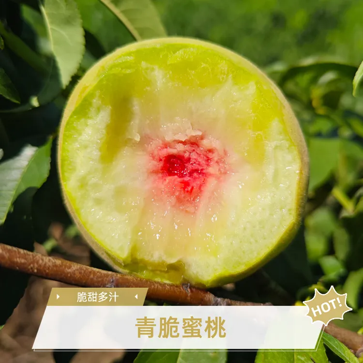 湖北青脆蜜桃脆甜多汁口感细腻新鲜水果现摘现发圆通生鲜果园直发