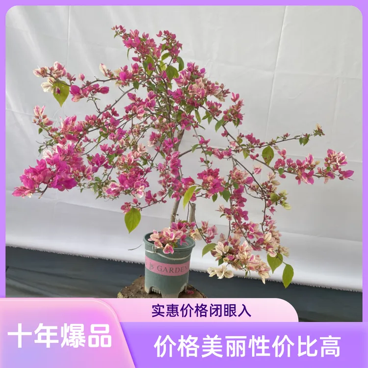 漳红樱三角梅盆栽飘逸四季开花耐热可爬藤适合庭院阳台勤花