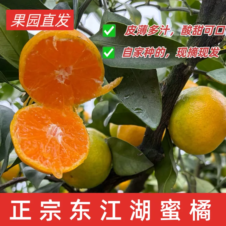 JD快递东江湖蜜桔蜜橘无籽无渣酸甜可口新鲜水果