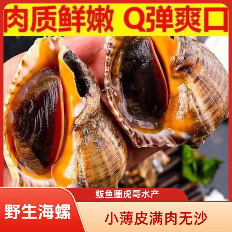 本海下潜手摸大海螺小薄壳满肉（顺丰包邮）