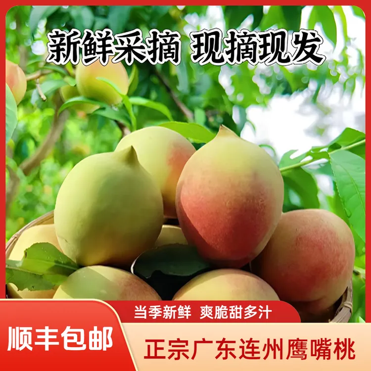【正宗】广东鹰嘴桃当季新鲜水果爽脆甜桃子果园现摘直发非连平毛桃