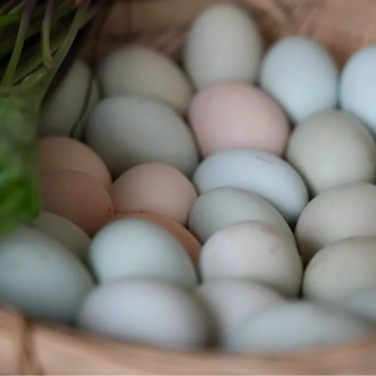 粮食散养跑山鸡蛋