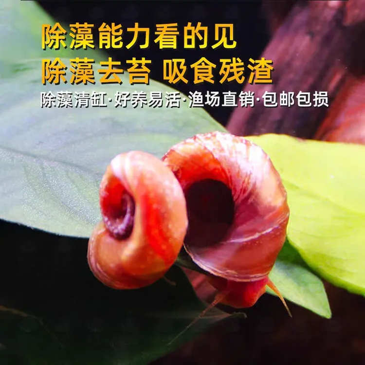 苹果螺除藻除便分解死体狗头鱼鲤鱼龟活体饲料送金鱼藻