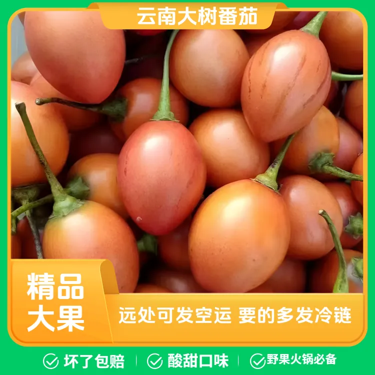云南大树番茄洋酸茄烤肉凉拌配料250克起发云南树番茄