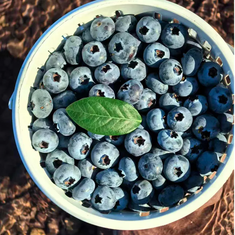 当季新鲜【现摘 15+大果 花香蓝莓】现摘 特果 蓝莓宝妈孕妈蓝莓