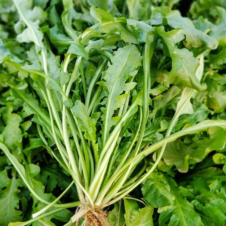 大叶荠菜种子 阳台盆栽蔬荠荠菜菜农家蔬菜种子