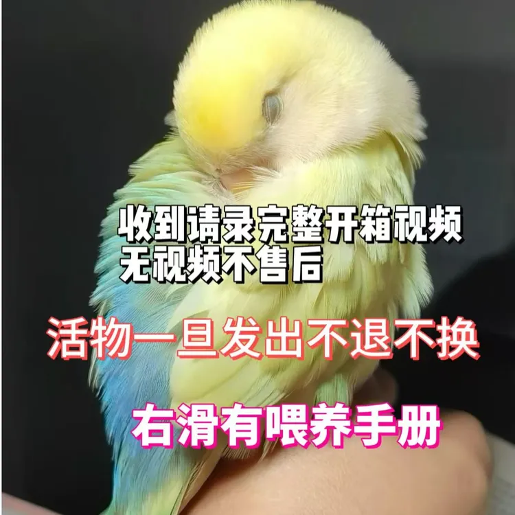 手养可爱亲人牡丹鹦鹉半毛雏鸟