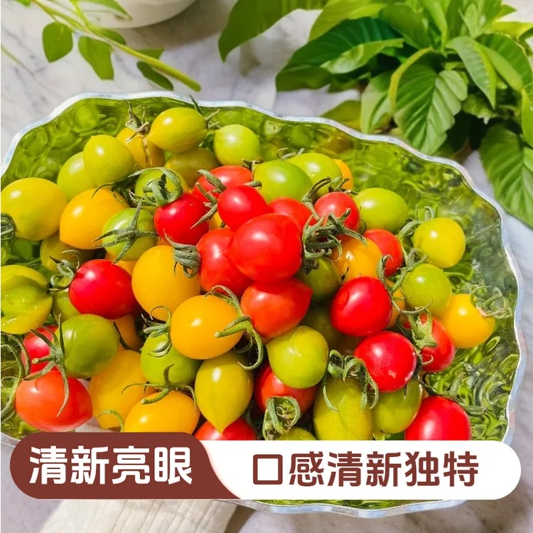 老张的西红柿直播间专属三色番茄酸甜小柿子春季时令水果绿色柿子