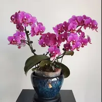 厚厚蜡质花 3个花剑【红粉佳人】花期7个月以上