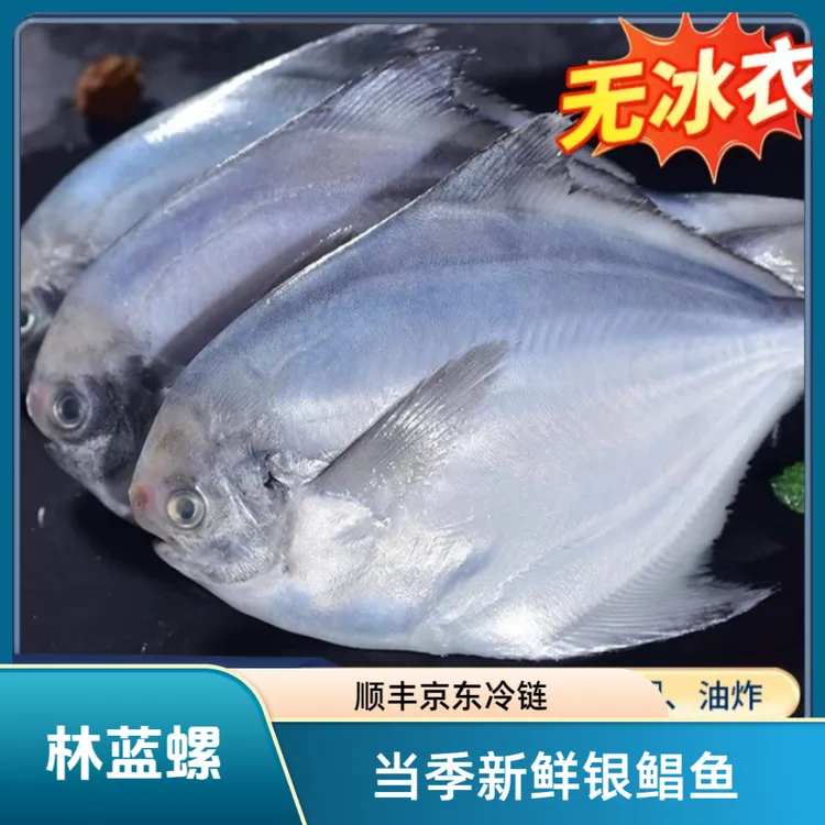 林蓝螺新鲜大号【试吃1包】银鲳鱼海捕肉质鲜嫩1袋1斤/1包5-6条z