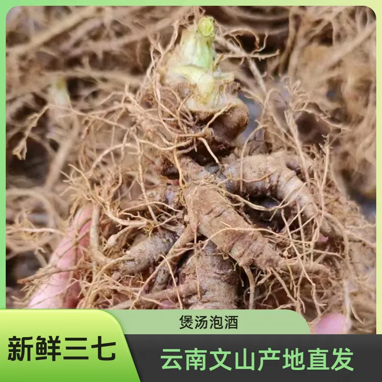 新鲜三七云南文山现挖田七现发泡酒煲汤产地直发泡酒煲汤500克0包