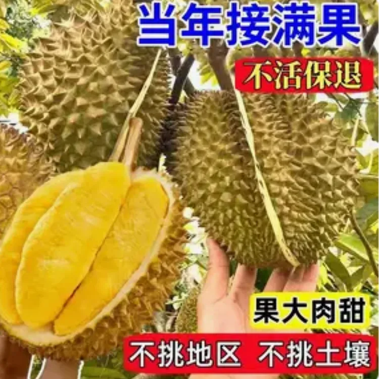 f榴莲树果苗南北方种金枕榴莲正宗云南嫁接猫山王矮化盆栽苗